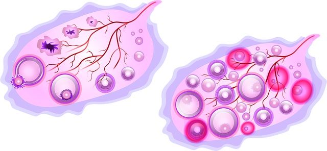 Calidad de los óvulos